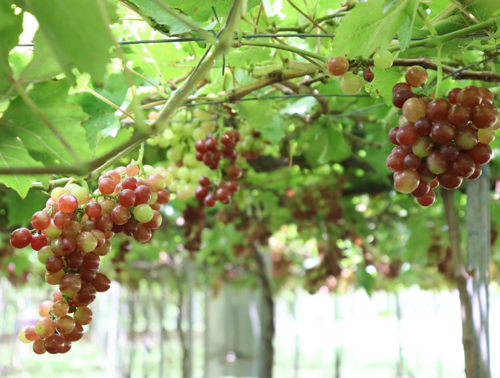 The Vineyard At Tanauan Βίλα Εξωτερικό φωτογραφία