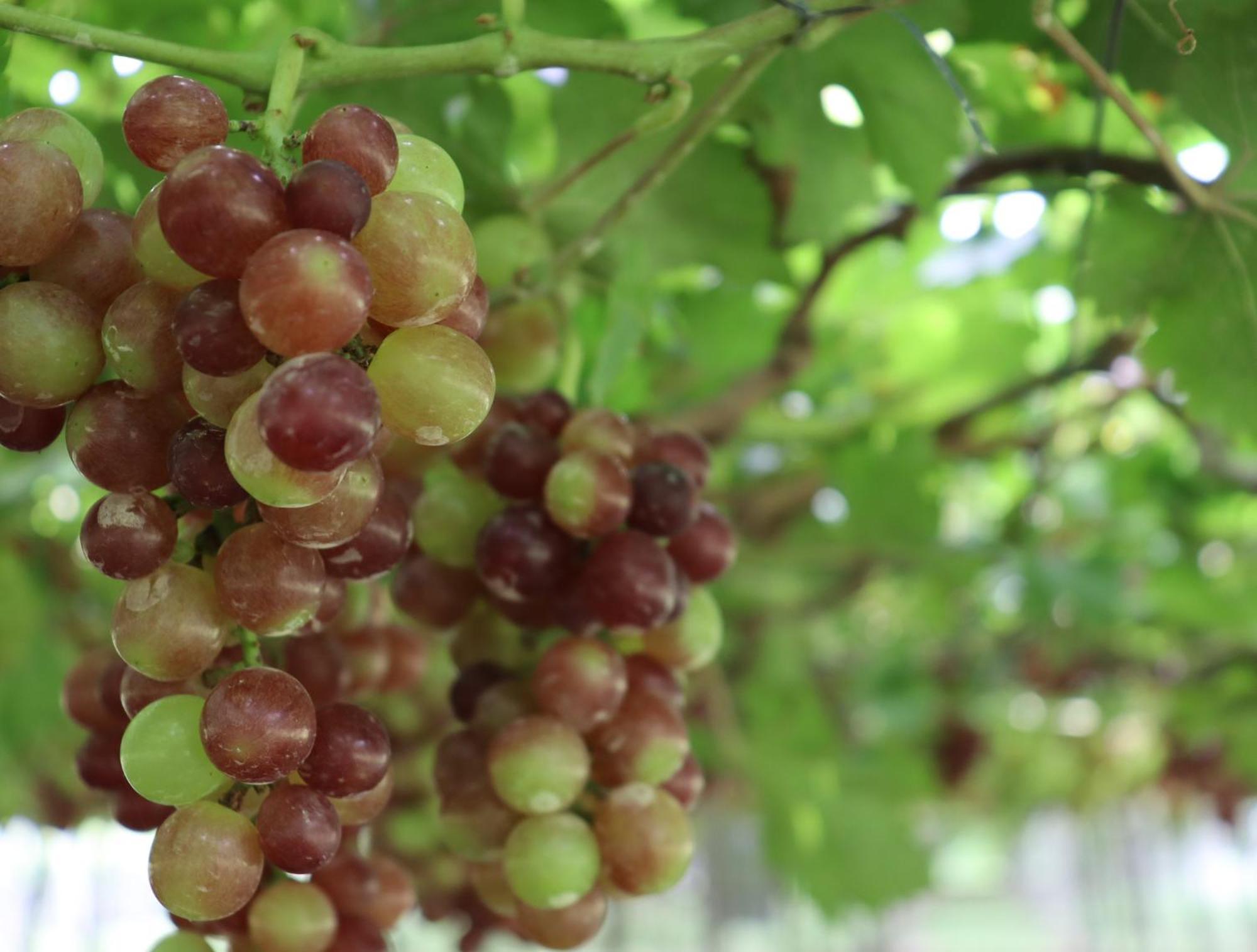 The Vineyard At Tanauan Βίλα Εξωτερικό φωτογραφία